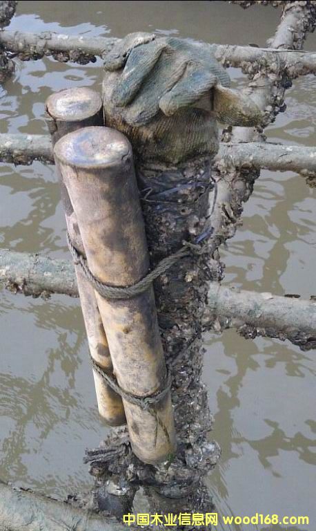 ��ϖ�x(ch��ng)��ˮ�B(y��ng)ֳľ��