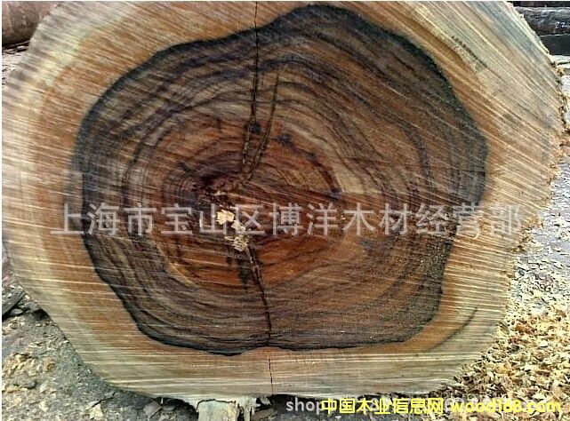 ��������֦���������Fľ��