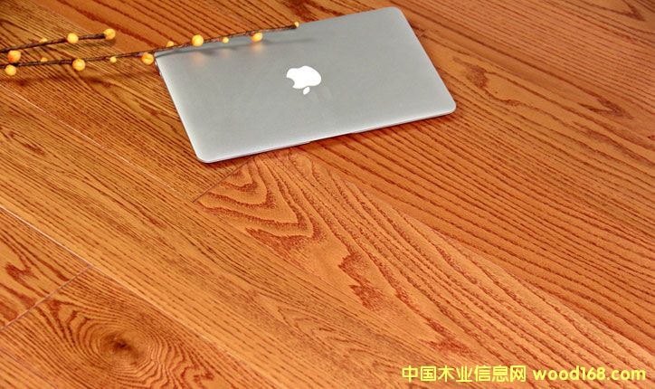 紅橡的詳細(xì)介紹