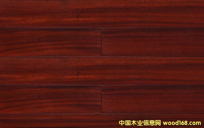 圓盤豆的詳細(xì)介紹