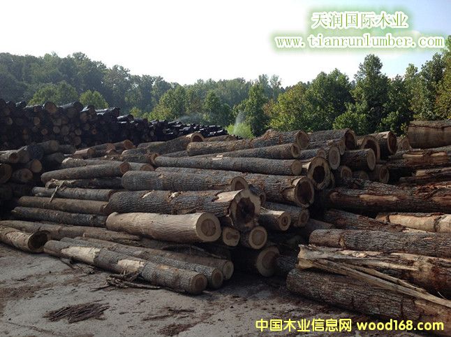 ԭľ����--׌�҂���ʰ��@ľ�������Ԕ����B