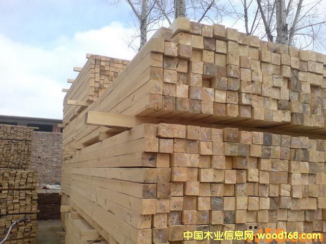 東北松的詳細介紹