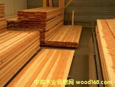 紅雪松的詳細(xì)介紹