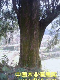 �tDOUɼ��Ԕ����B