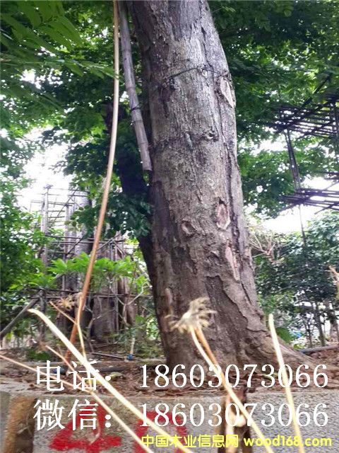 Խ���S�����Ԕ��(x��)��B