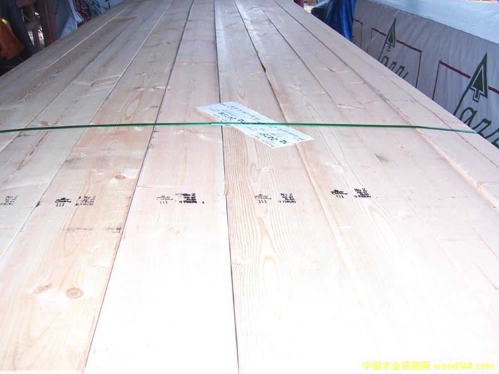 花旗松的詳細(xì)介紹