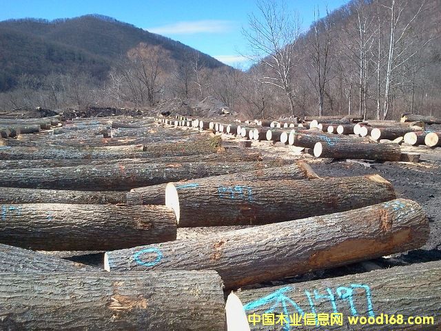 �����t��ľԭľ��Ԕ��(x��)��B