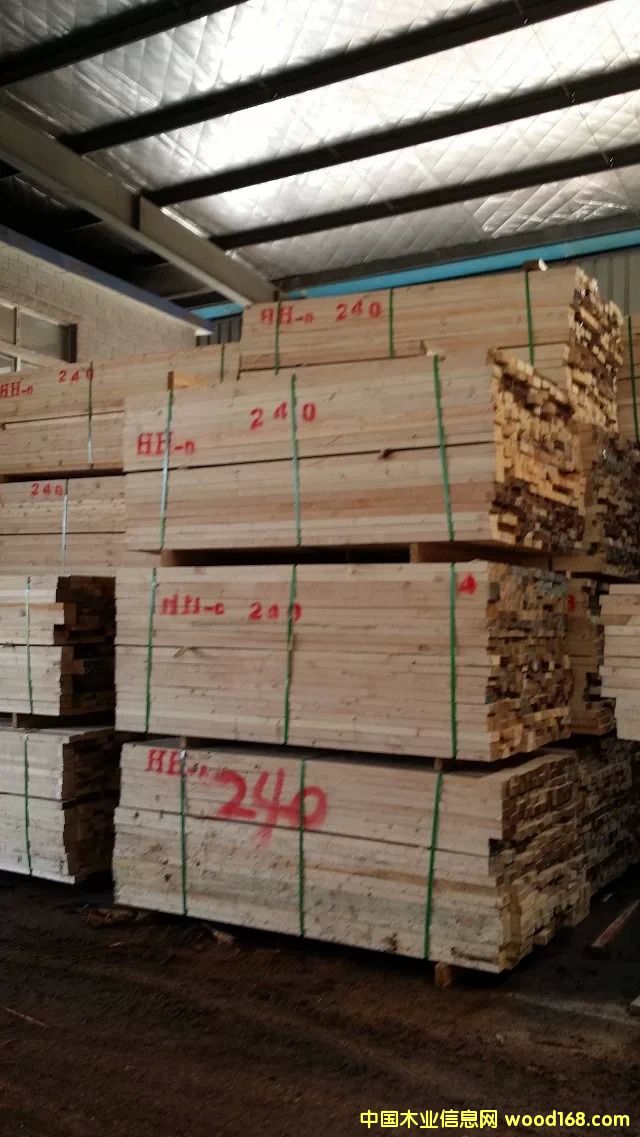 鐵杉的詳細(xì)介紹