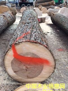 山核桃的詳細(xì)介紹