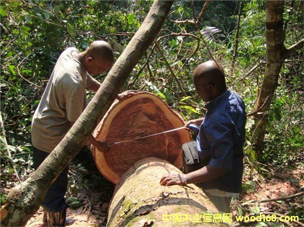 �aƷ�DƬ������M���Ϸǵ�̴ľ��Ҫ��Щ���C�����M��-�Ї�ľ�I(y��)��Ϣ�W�aƷ���ȫ