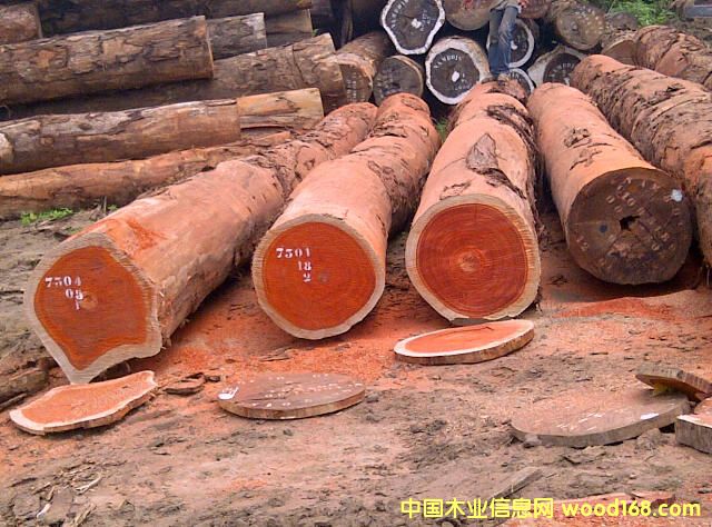 非洲紫檀的詳細(xì)介紹