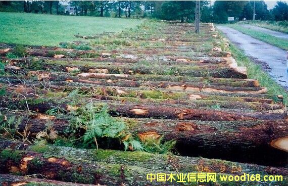 紅橡的詳細(xì)介紹