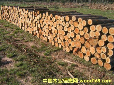 ���(sh��)ԭľ(�����ޣ�