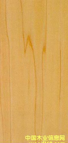 黃楊木的詳細介紹