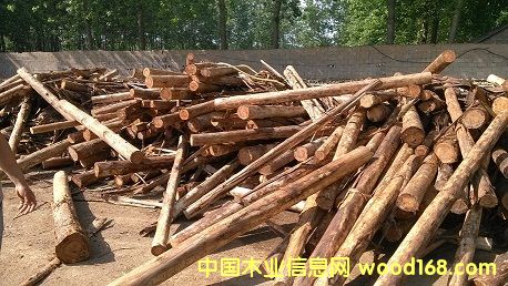 �M(j��n)�����(sh��)ԭľ