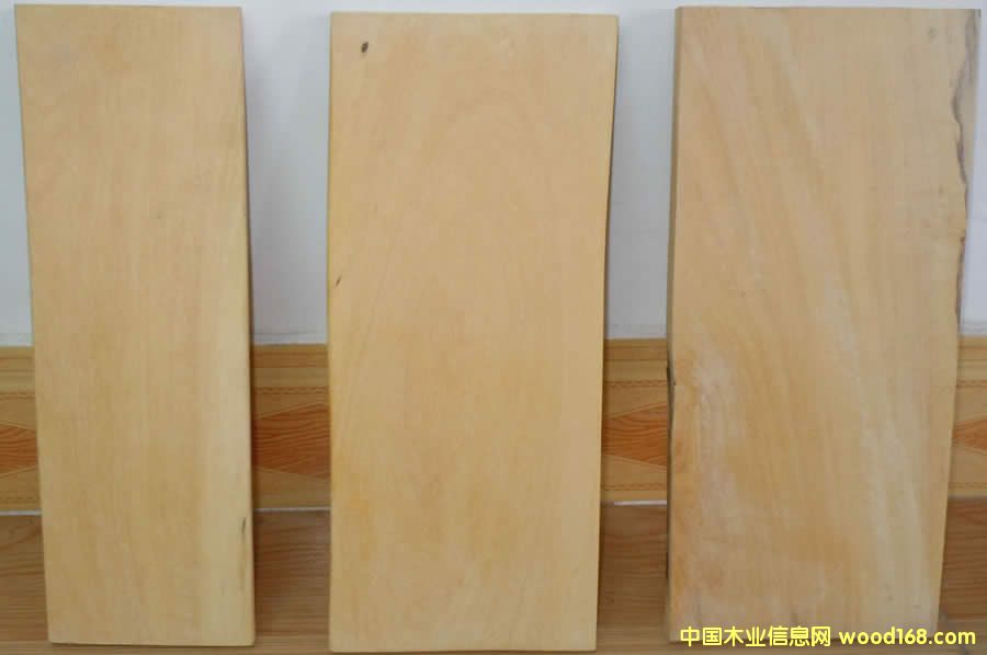 木材圖譜知識:香榧木(紅豆杉科)