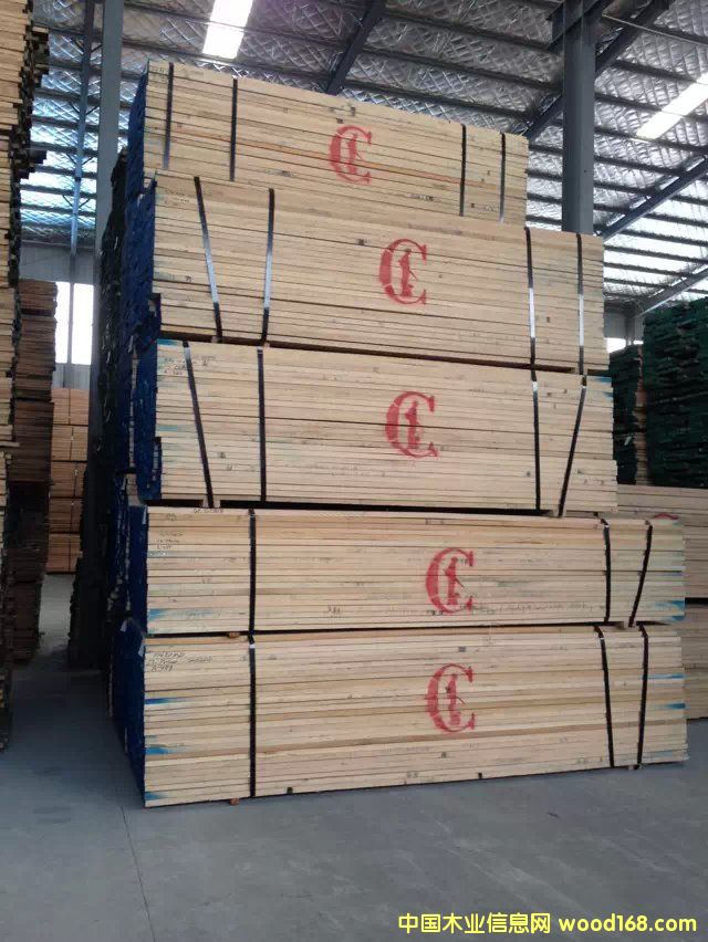 紅橡的詳細(xì)介紹