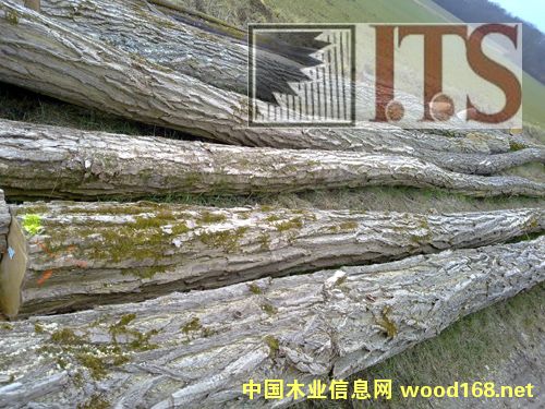 ��ľ���̻����󻱣�