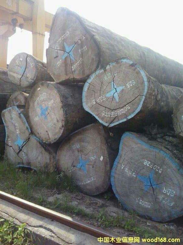 TIAMA �ݰ���