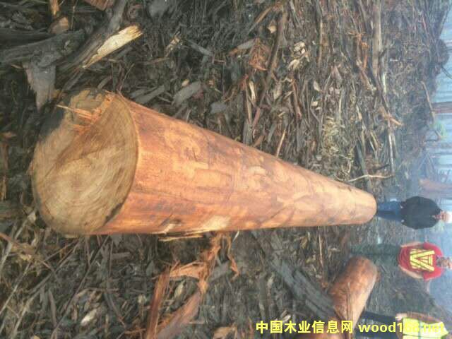 ��ľ��Ԕ��(x��)��B