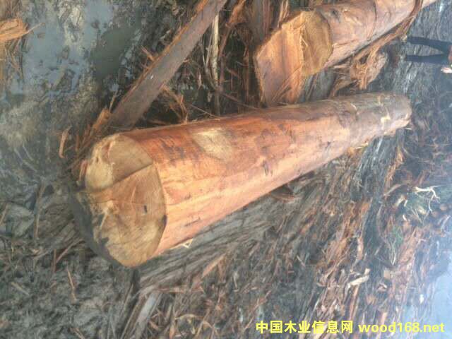 ��ľ��Ԕ��(x��)��B