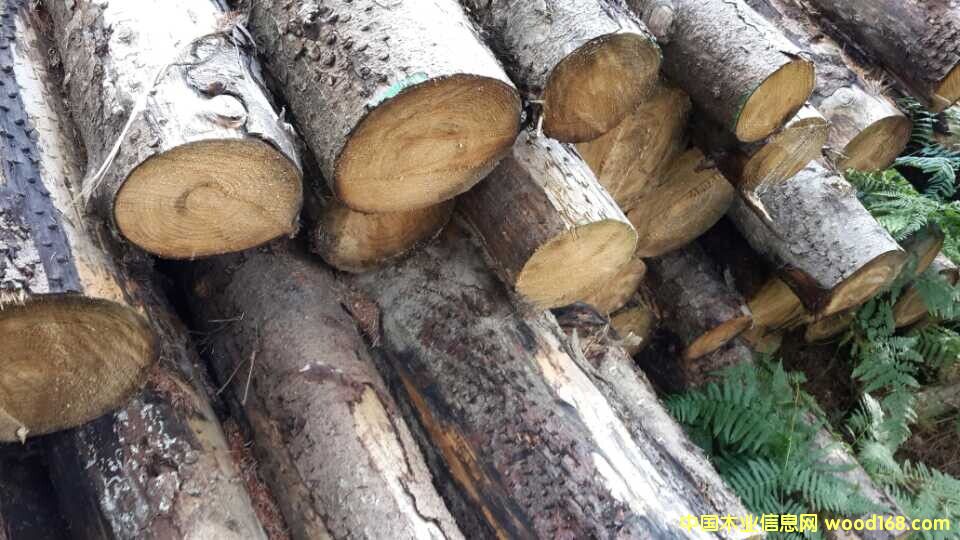 ��ɼԭľ��Ԕ��(x��)��B