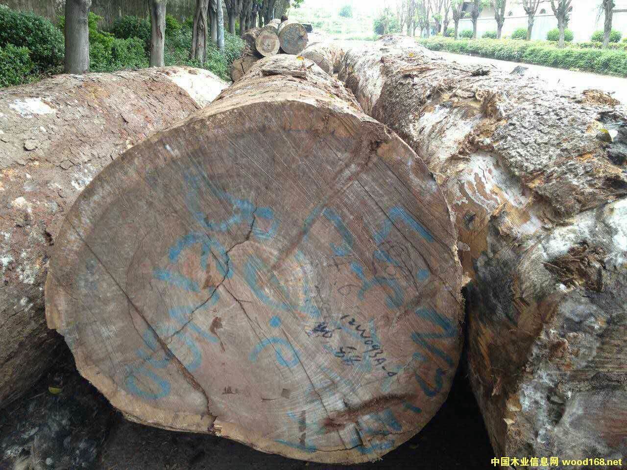 ��������̴