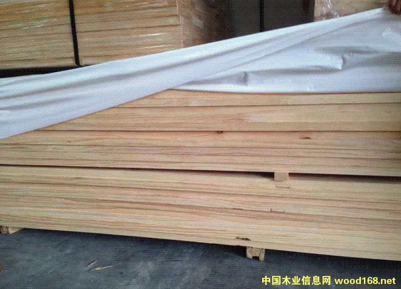 新西蘭松的詳細(xì)介紹