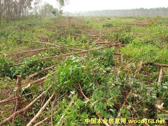 ���֦/����~/��ľ֦/��ľ�~/ľ�U/��ľ��/ľ�~/���~��Ԕ��(x��)��B