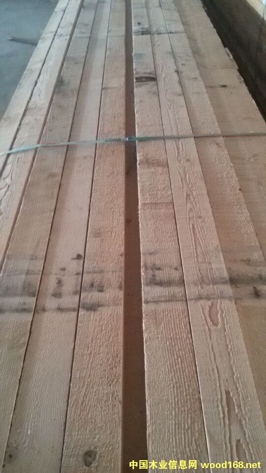 花旗松的詳細(xì)介紹