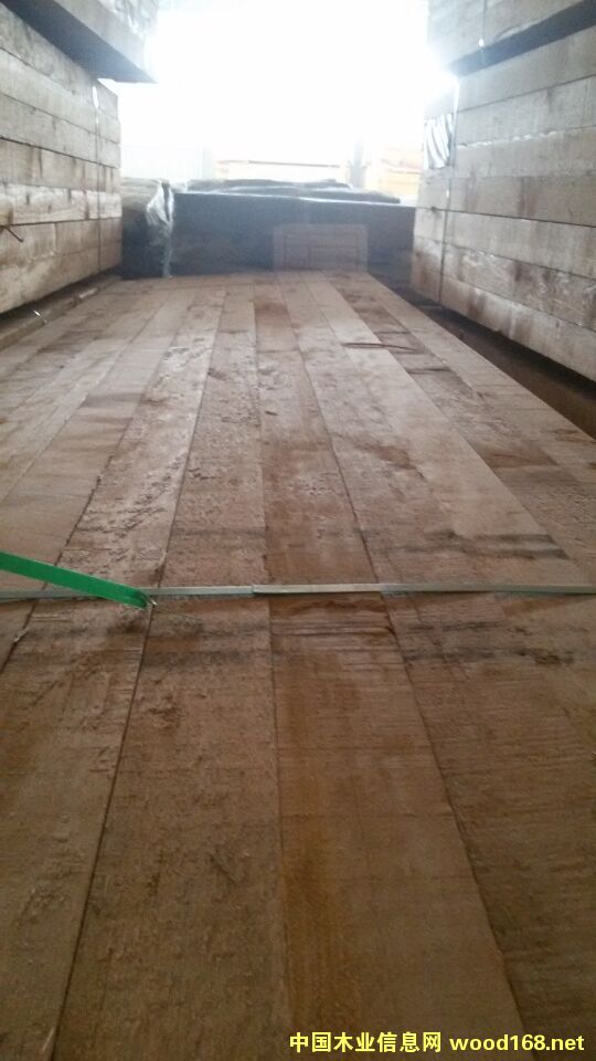 鐵杉的詳細(xì)介紹