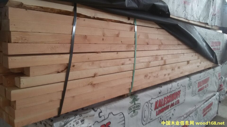 花旗松的詳細(xì)介紹