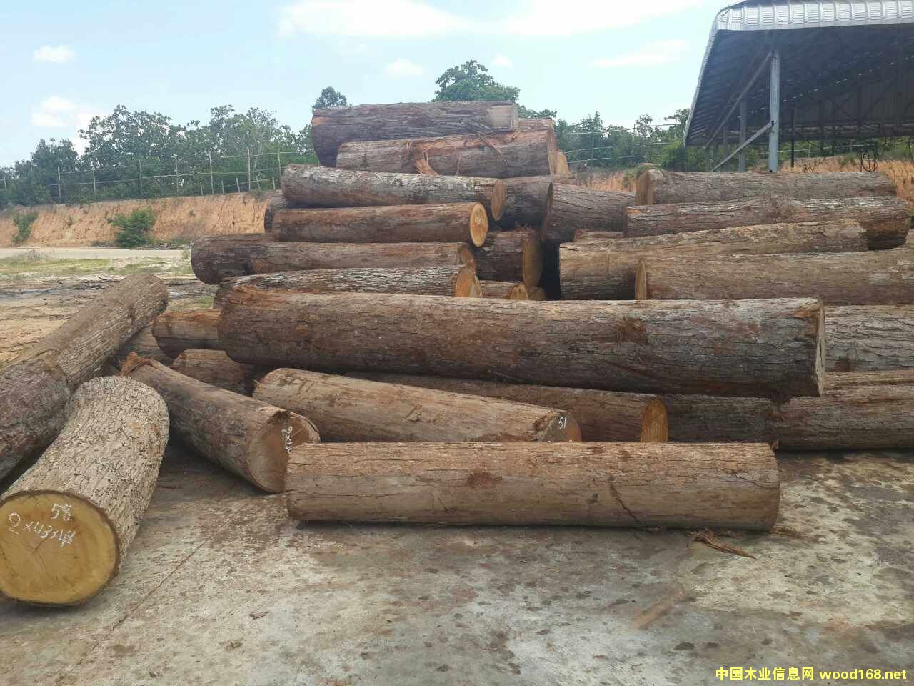 ɭ��ľ�sľ��Ԕ��(x��)��B