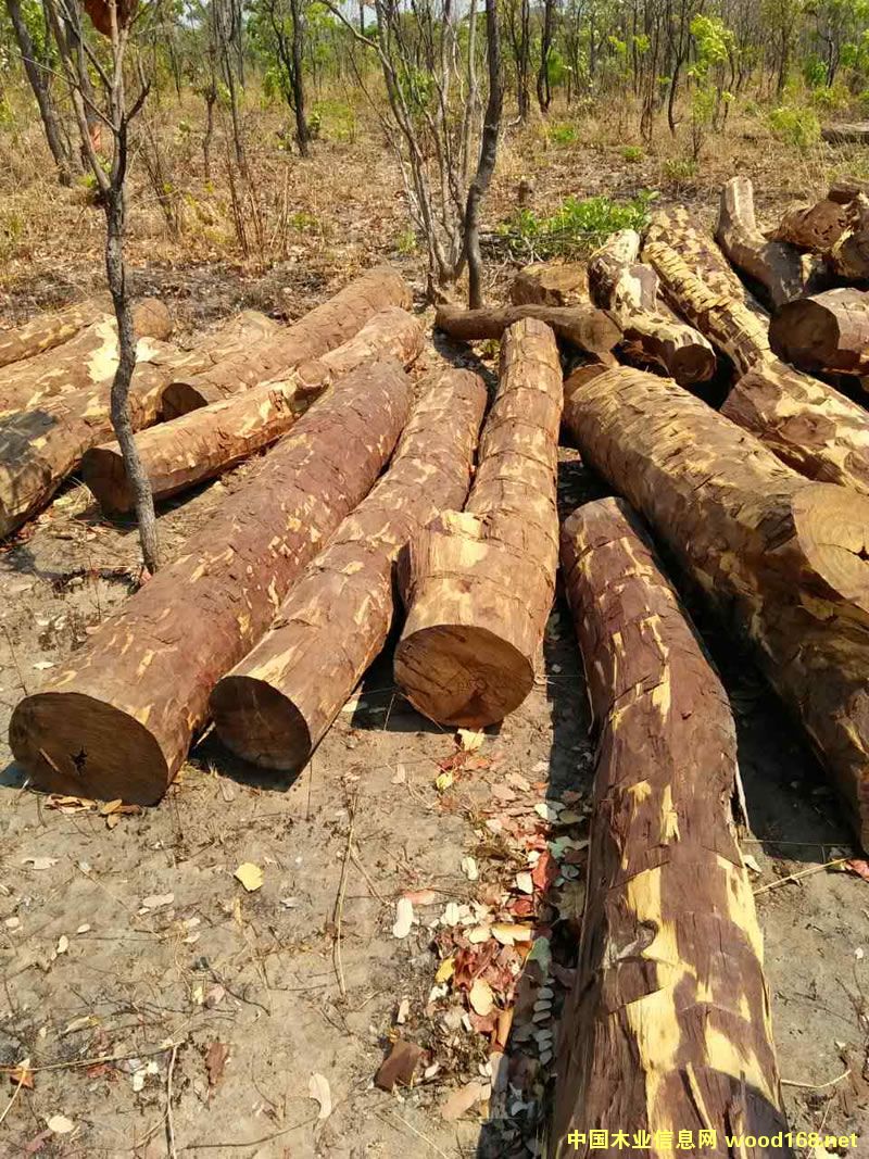 ZAMWINA ��̴ľ��Ԕ��(x��)��B