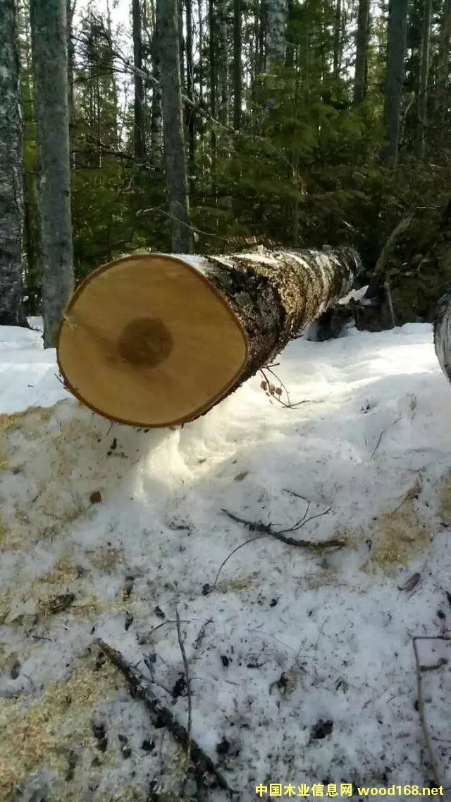 ���_˹��Ƥ��ľ��Ԕ��(x��)��B