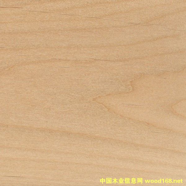 赤楊的詳細(xì)介紹