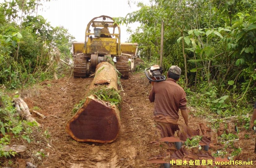 Խ��ľ�Įa(ch��n)�I(y��)�D(zhu��n)���������M�������m(x��)����Щ��