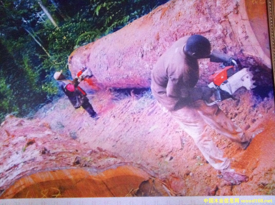 ����ľ�Ĵ�����I(y��)Ѳҕ֮---�������ľ�Ĺ�˾SNBG