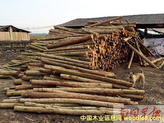 ���ֿh����ľ��S����δ��������ľ�Ĺ����o��