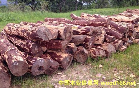 ���Ҹ�ľ���Ј�(ch��ng)Ѫ̴��؛���I(l��ng)������ľ��Ʒ�N