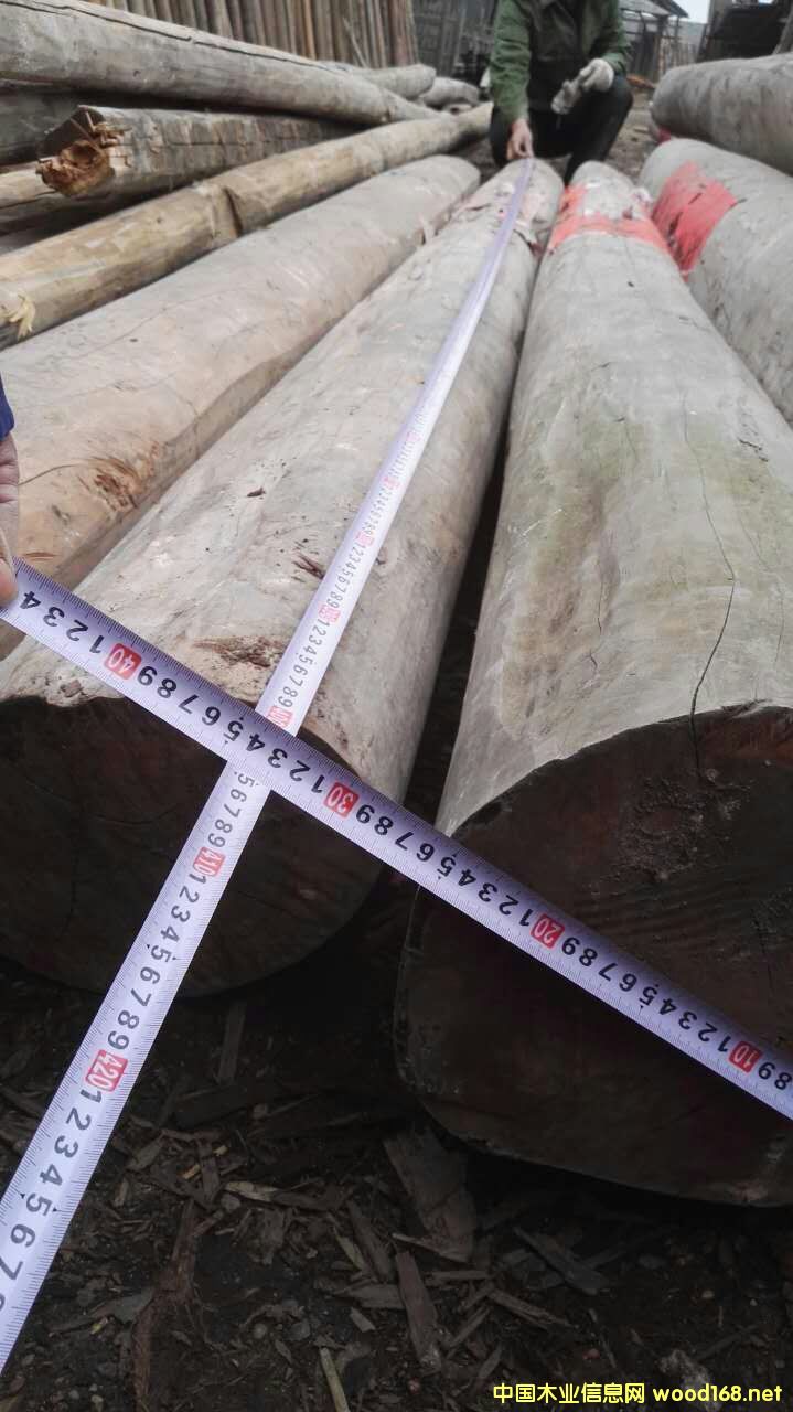 花梨木的詳細(xì)介紹