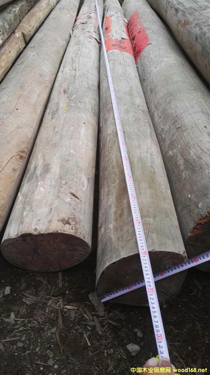 木的詳細(xì)介紹