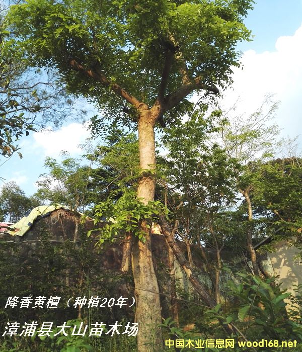 �����S���棨20������