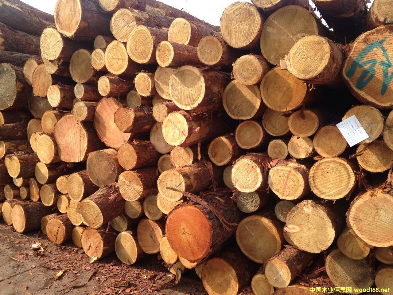 ���_˹���~��ԭľ��Ԕ����B