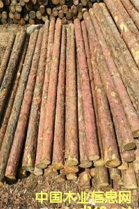 ���~�ə_�l����ľ���ӹ���