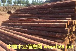 ���~�ə_�l����ľ���ӹ���