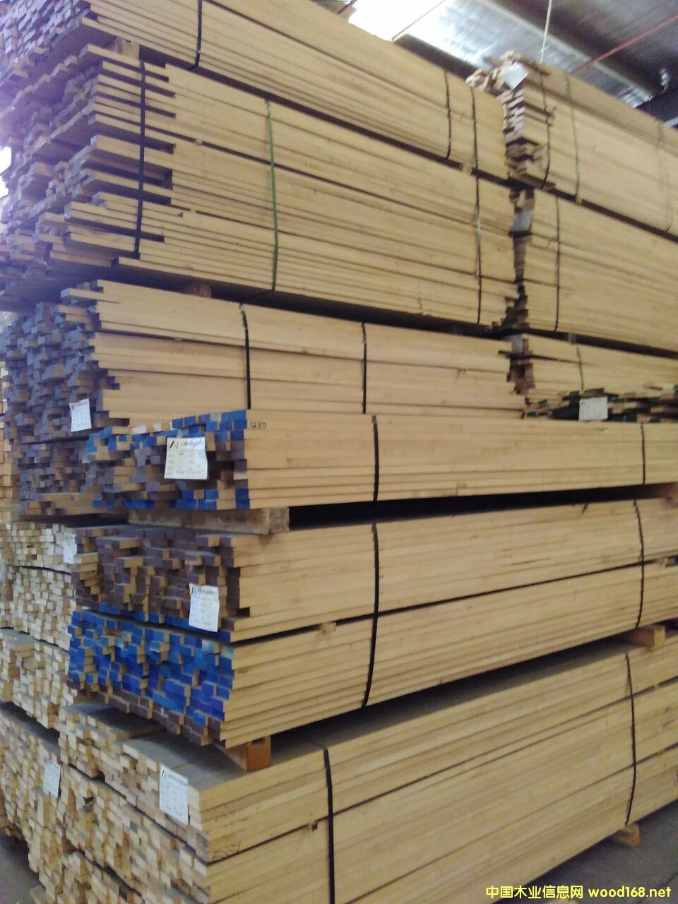 硬楓的詳細介紹