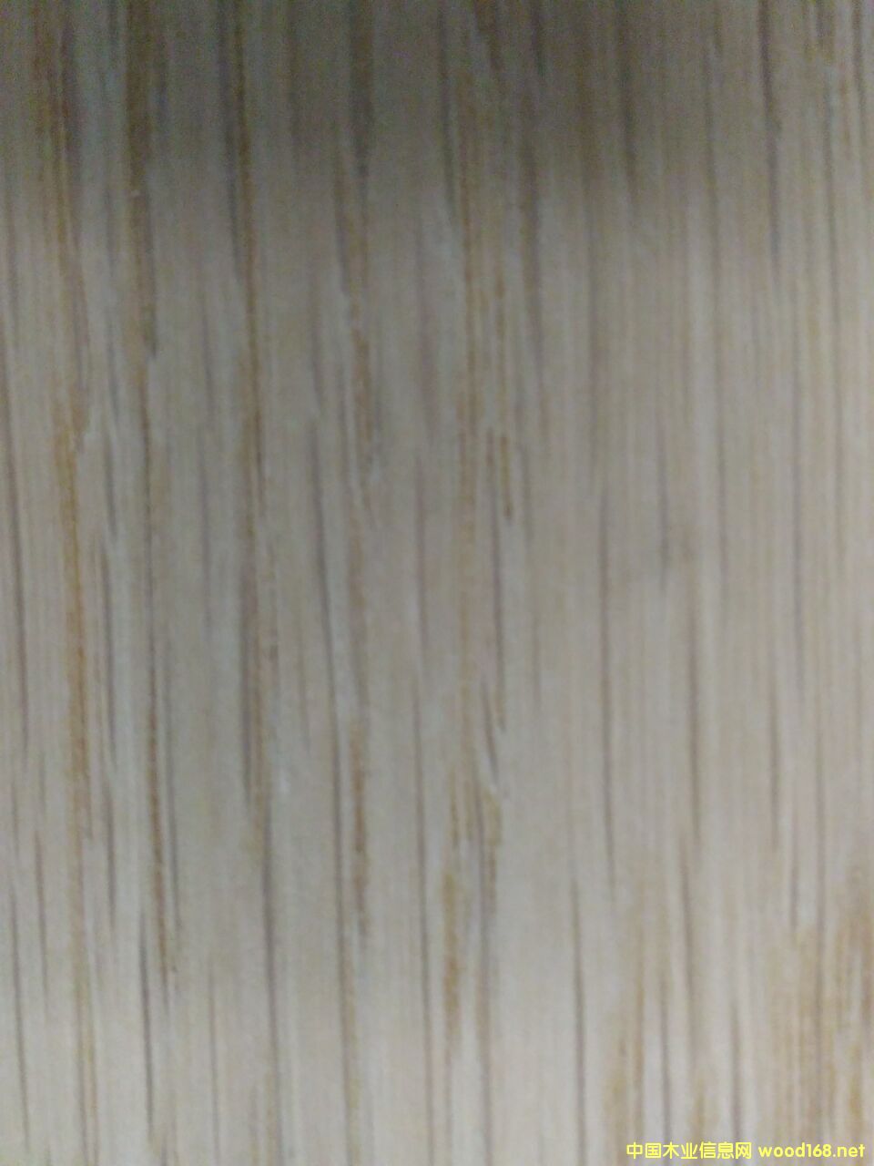 白橡木的詳細介紹