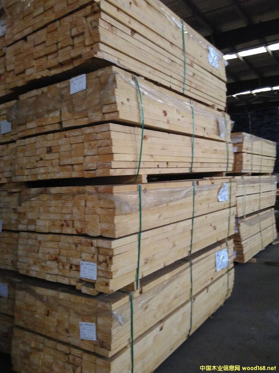 輻射松的詳細介紹