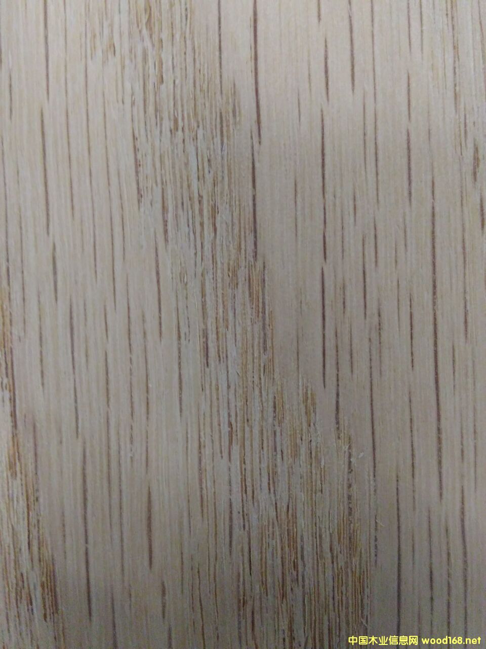 紅橡木的詳細介紹